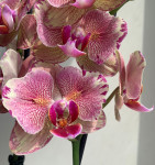 Орхидея Phalaenopsis Pirate Picotee peloric  Орхидея Phalaenopsis Pirate Picotee peloric