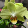 Орхидея Phal.Dazzling Albenga, multiflora (отцвёл, РЕАНИМАШКА*)  Орхидея Phal.Dazzling Albenga, multiflora (отцвёл, РЕАНИМАШКА*)