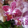 Орхидея Phalaenopsis Cadiz, multiflora (отцвёл, УЦЕНКА*) Орхидея Phalaenopsis Cadiz, multiflora (отцвёл, УЦЕНКА*)