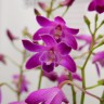 Орхидея Dendrobium Berry Oda (отцвел, деленка)  Орхидея Dendrobium Berry Oda (отцвел, деленка)