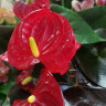 Anthurium Coral Champion (деленка без цветков) Anthurium Coral Champion (деленка без цветков)