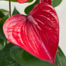 Anthurium Bugatti Royale (отцвел) Anthurium Bugatti Royale (отцвел)