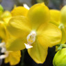 Орхидея Phalaenopsis Sogo Meili, multiflora (отцвел) Орхидея Phalaenopsis Sogo Meili, multiflora (отцвел)