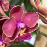 Орхидея Phalaenopsis, multiflora (отцвёл) Орхидея Phalaenopsis, multiflora (отцвёл)