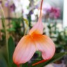 Орхидея Masdevallia (отцвела) 
