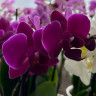 Орхидея Phalaenopsis Brazilian Fever, multiflora (отцвел) Орхидея Phalaenopsis Brazilian Fever, multiflora (отцвел)