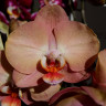 Орхидея Phalaenopsis Brion (отцвел) Орхидея Phalaenopsis Brion (отцвел)