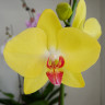 Орхидея Phalaenopsis Shiny (отцвел, РЕАНИМАШКА)