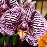 Орхидея Phalaenopsis Black Stripes (отцвел, РЕАНИМАШКА)  
